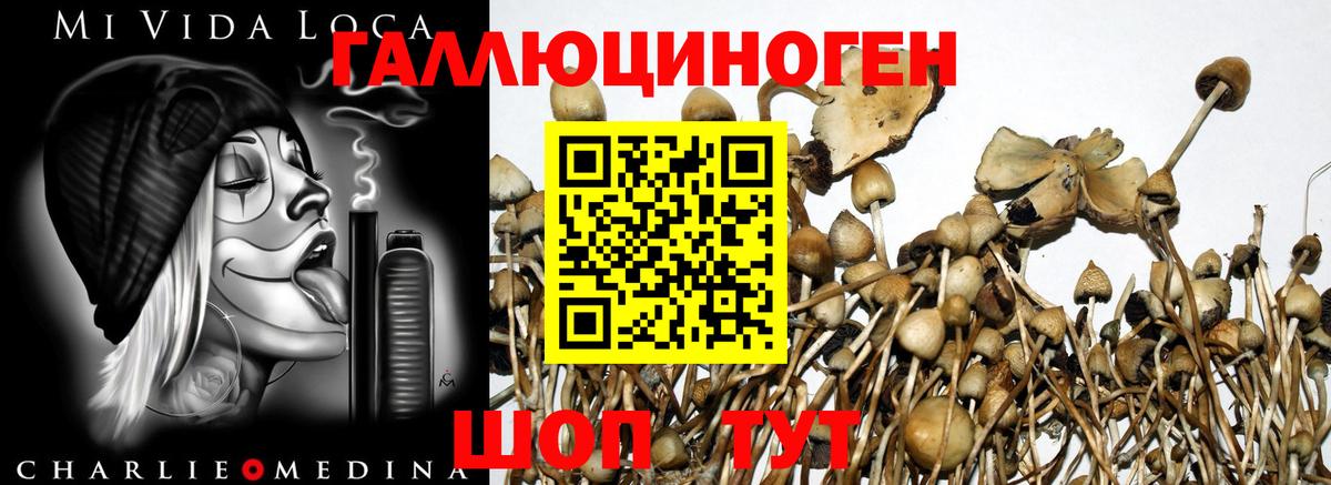 Галлюциногенные грибы Cubensis  Вход с VPN  Ялта  как найти закладки  Псилоцибиновые грибы Magic Shrooms 